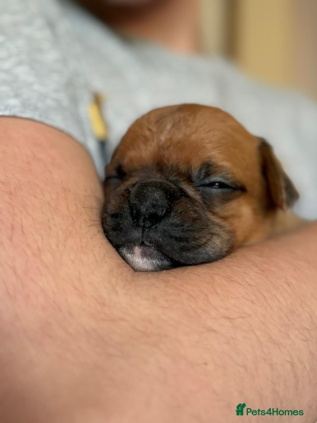 Boxer dogs for sale: 10 Boxer X Puppies - Ready 13th October - Image 20
