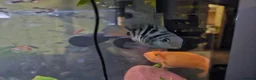 Cichlids fish for sale: 2 polar blue cichlids  - Advert 5