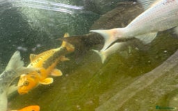 Other/Mixed Breed fish for sale: Koi carp, orphs, mirror carp - Image 9
