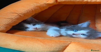 Maine Coon cats - Advert 12