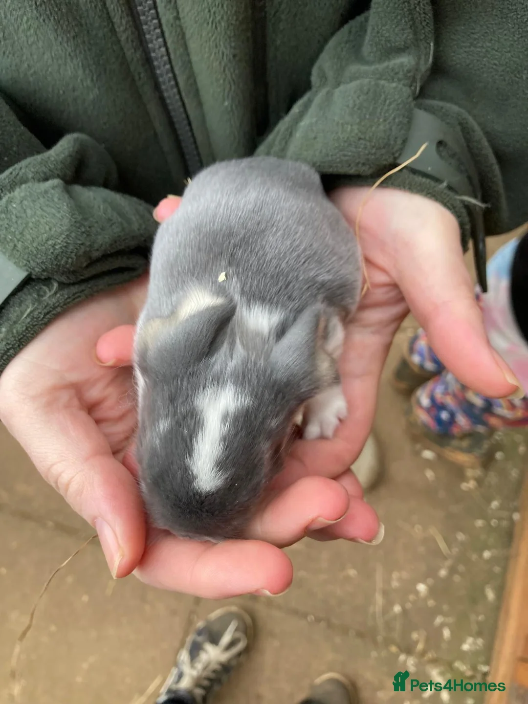 French Lop rabbits for sale: French lops - Advert 1