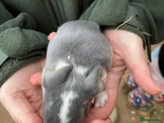 French Lop rabbits French lops - Advert 1