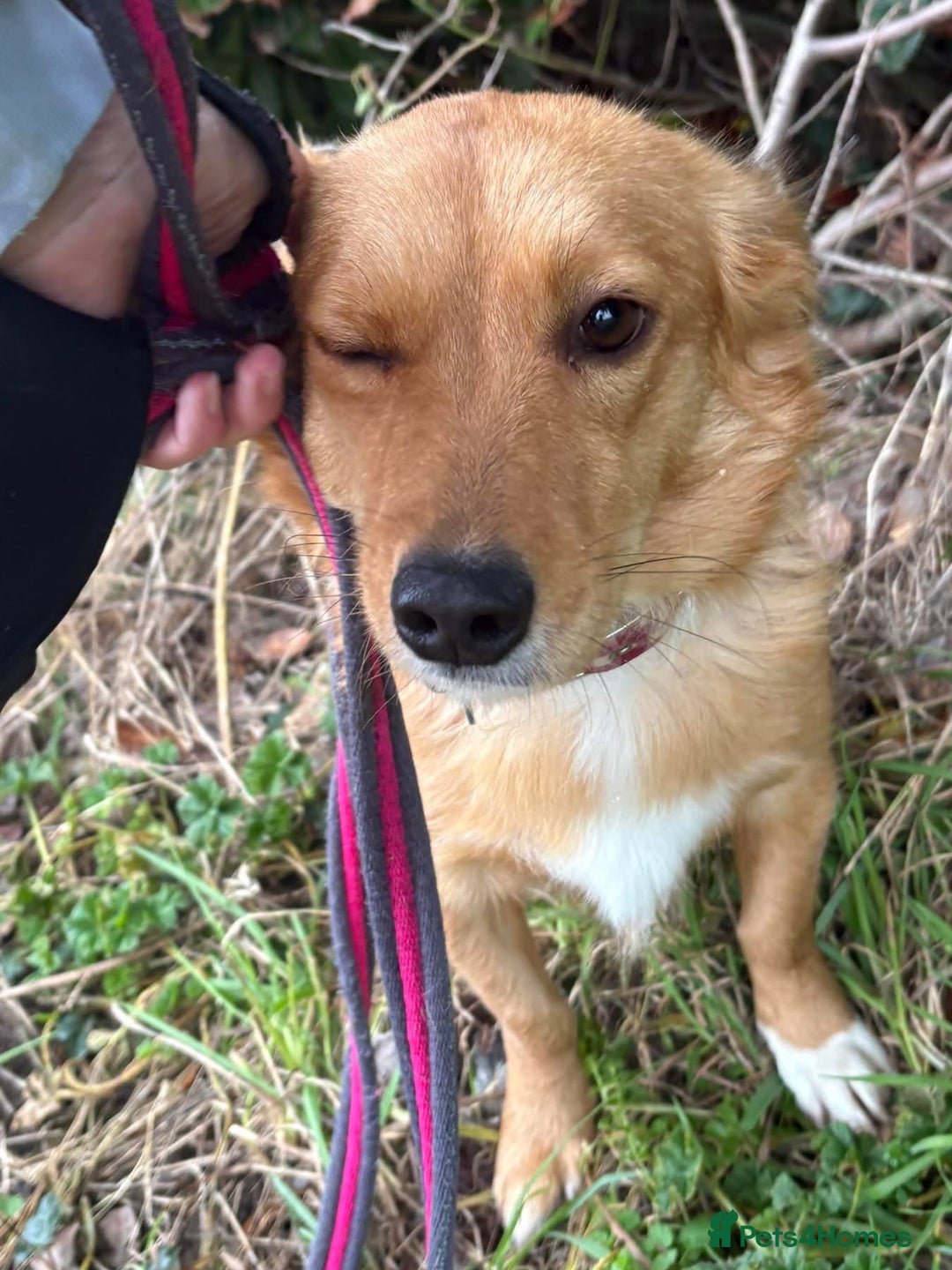 Mixed Breed dogs for adoption: Rose - Norwich Norfolk  - Advert 18