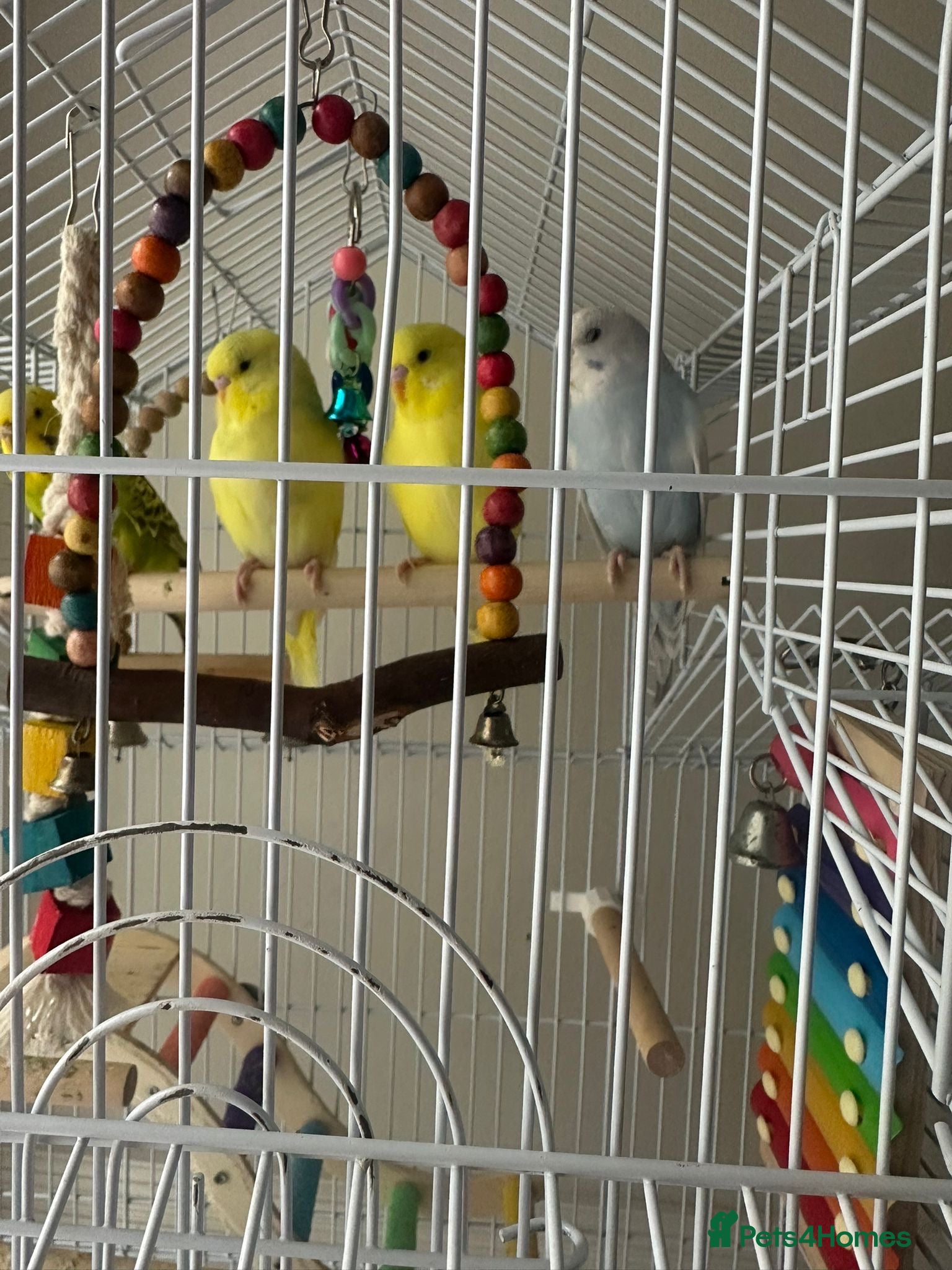 Budgerigars birds 3  beautiful birds for sale - Advert 1