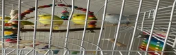 Budgerigars birds for sale: 3  beautiful birds for sale in Chatham - Advert 1