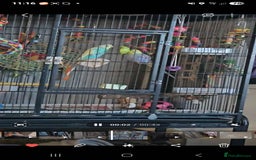 Budgerigars birds for sale: 2 male budgie  - Image 3