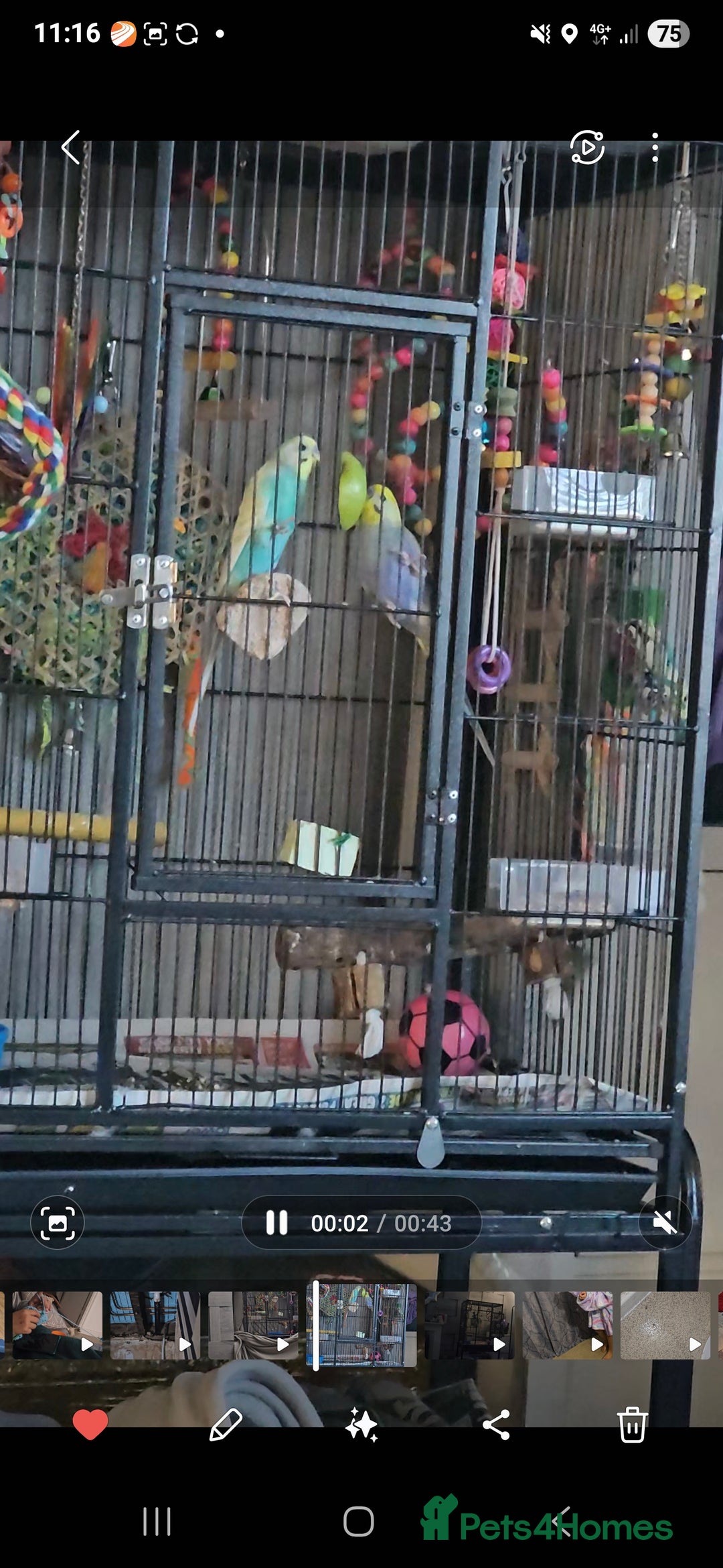 Budgerigars birds for sale: 2 male budgie  - Image 3