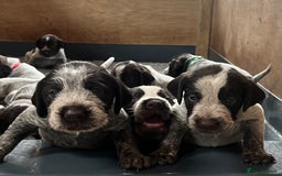 German Wirehaired Pointer dogs for sale: Beautiful GWP's for sale KC Registered - Image 1