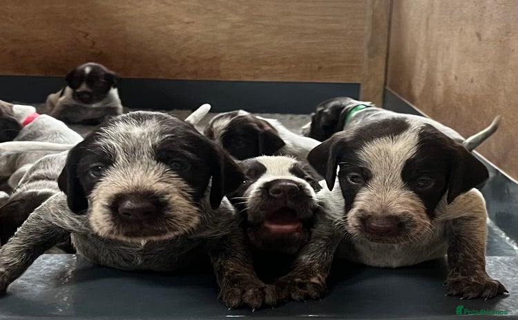 German Wirehaired Pointer dogs - Advert 1