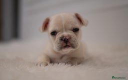 French Bulldog dogs for sale: 2 Male and 2 Female French Bulldogs - Image 15