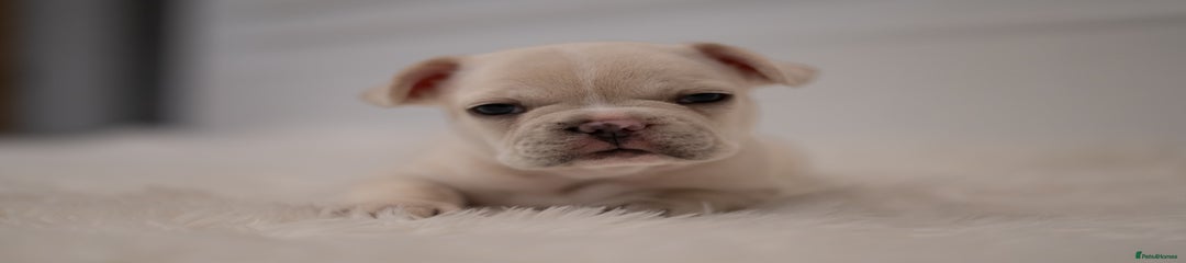 French Bulldog Puppy 2
