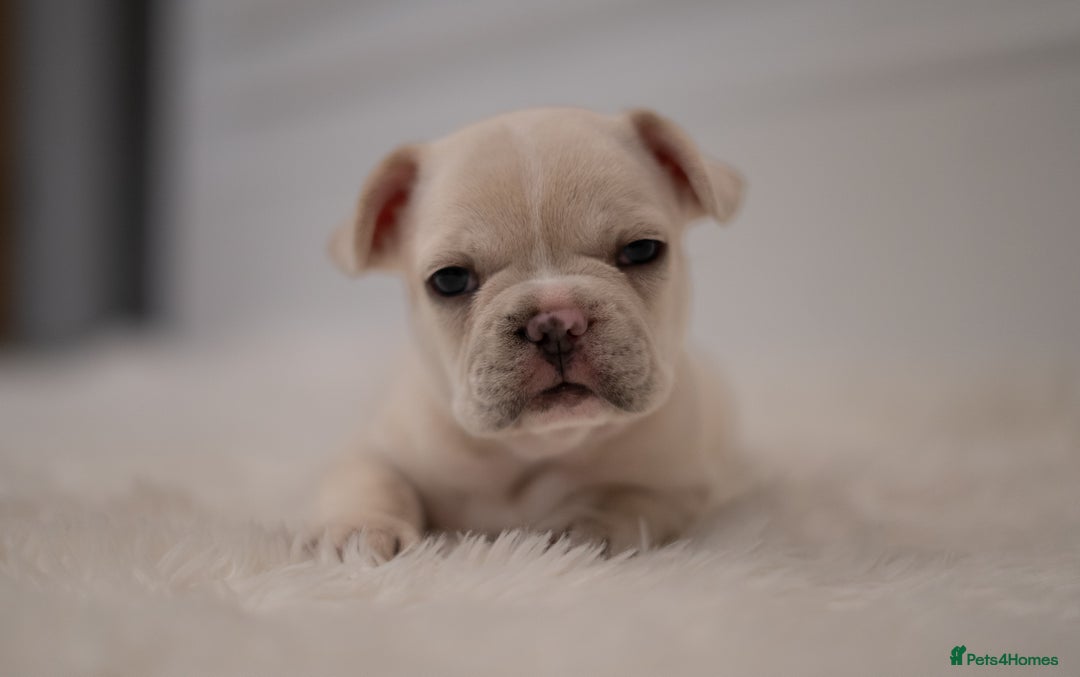 French Bulldog dogs for sale: 2 Male and 2 Female French Bulldogs - Image 15