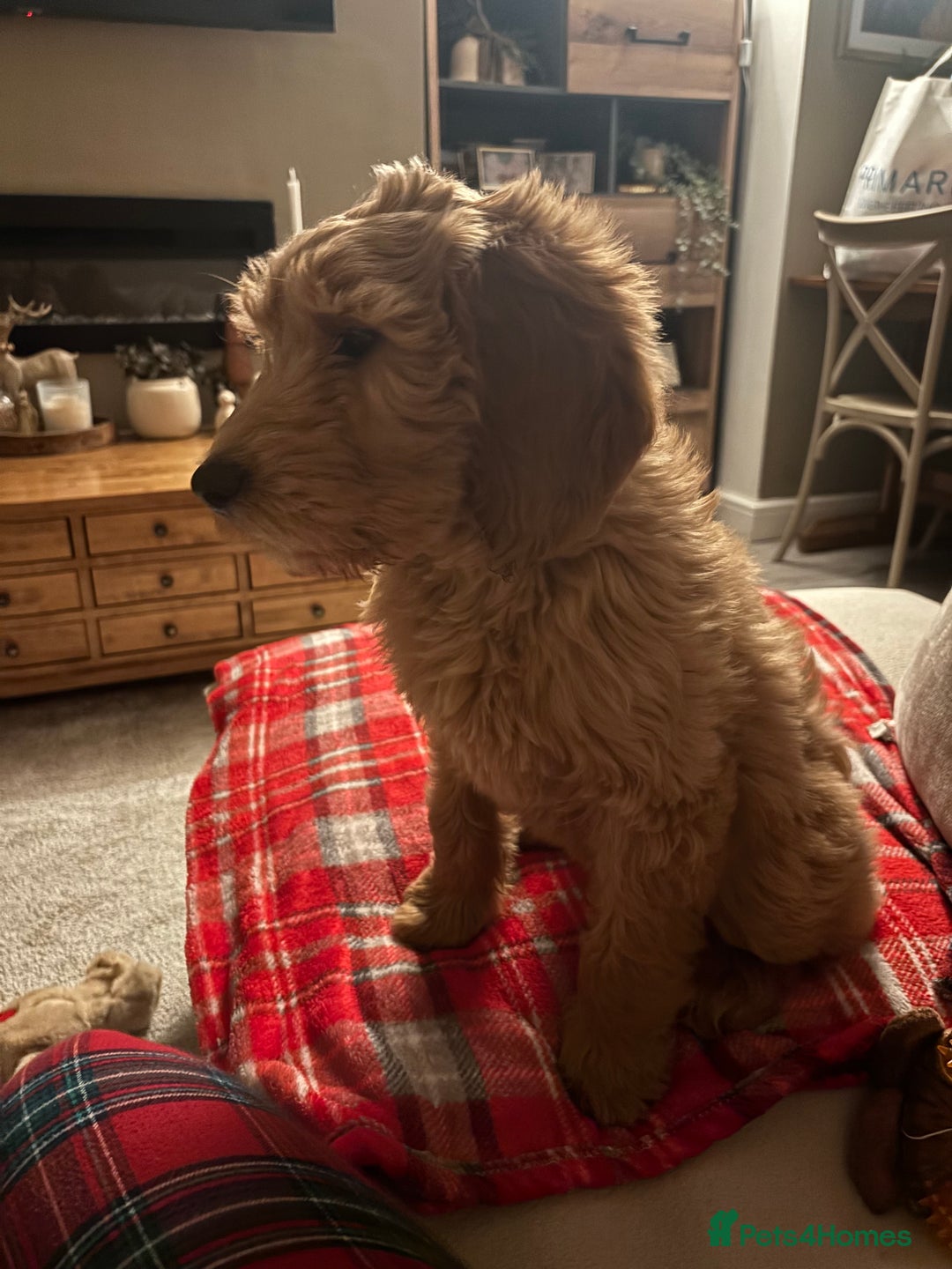 Mini Goldendoodle dogs for sale: Beautiful goldendoodle - Advert 4
