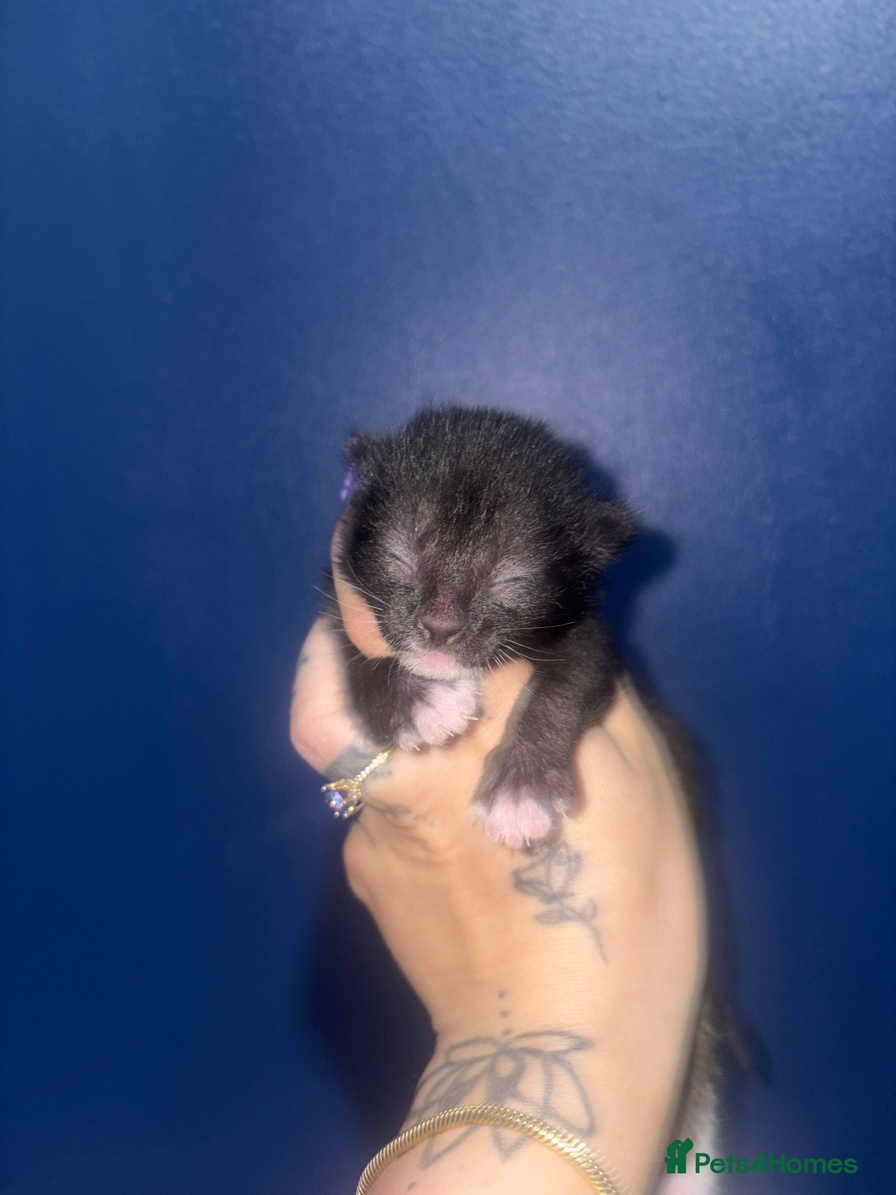 Domestic Shorthair cats Three gorgeous male kittens  - Advert 1