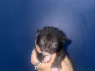 Domestic Shorthair cats Three gorgeous male kittens - Advert 4