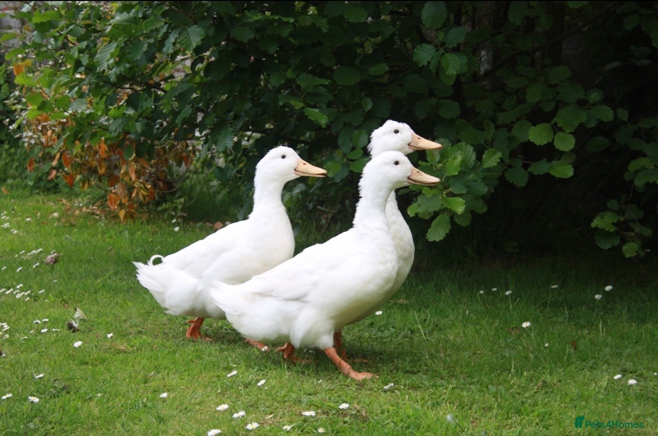 Ducks poultry Cherry valley Drakes  - Advert 4