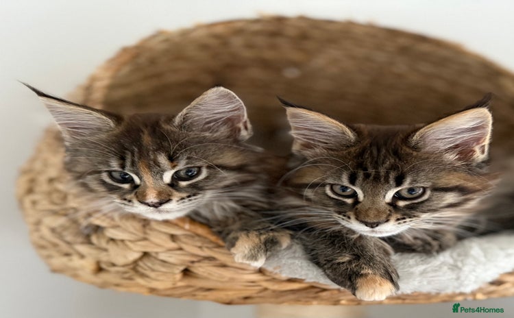 Maine Coon cats - Advert 2