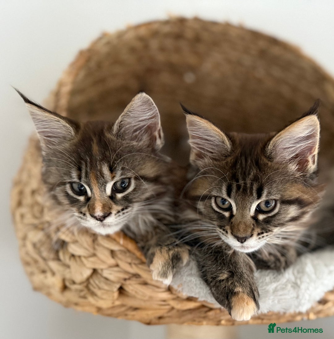 Maine Coon cats for sale: Pedigree Maine Coon Kittens - TICA Registered  - Image 1