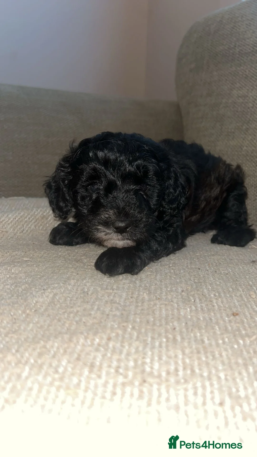 Maltipoo dogs for sale: Stunning Maltipoos 😍😍 - Advert 4