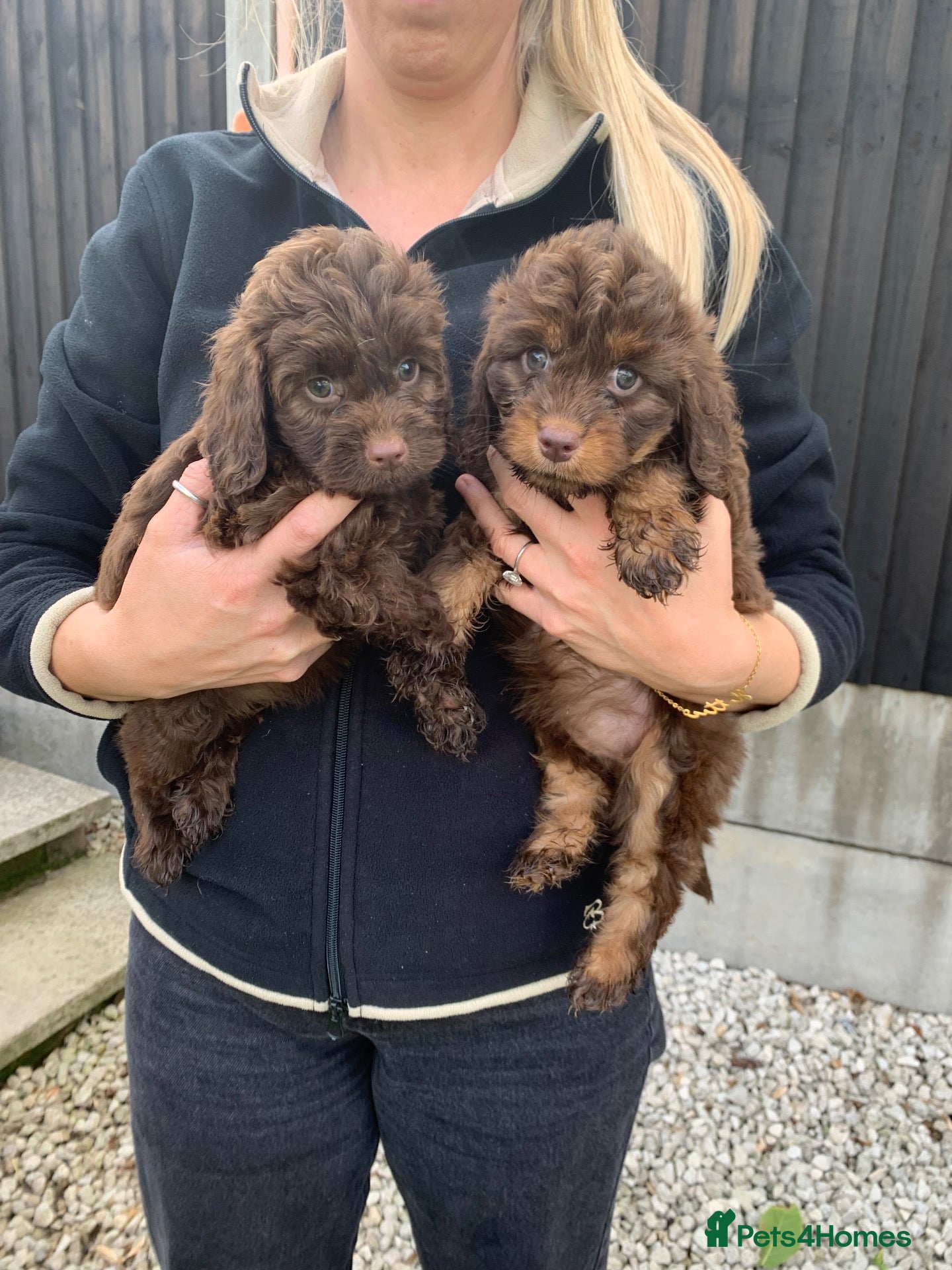 Cockapoo dogs Health tested f1  Cockerpoo puppies  - Advert 3