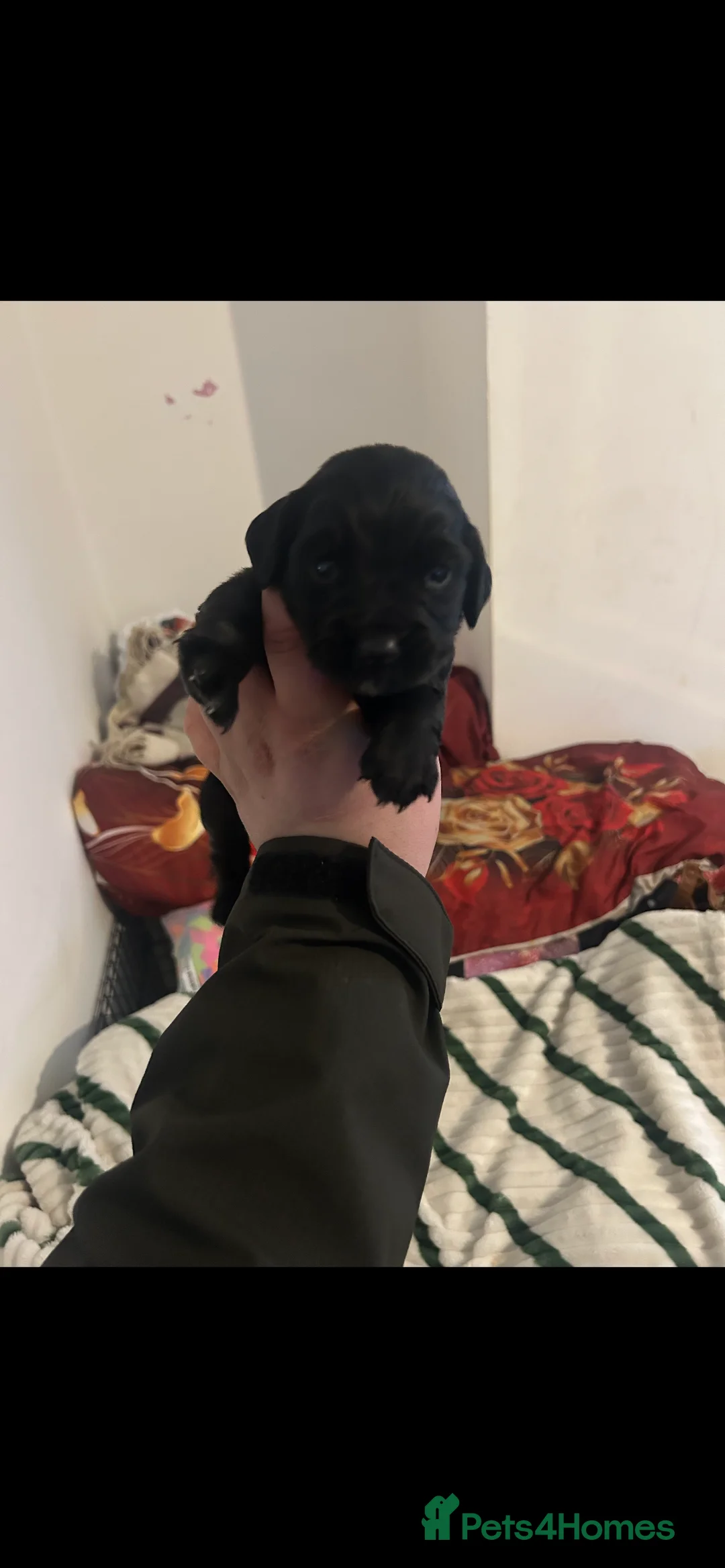 Cocker Spaniel dogs for sale: Cocker spaniel puppies  in Bishop Auckland - Advert 4