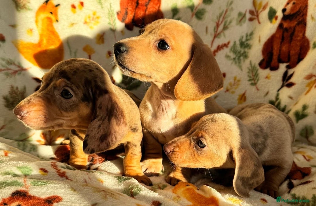 Miniature Dachshund dogs for sale: 3 beautiful mini dashs - Advert 4