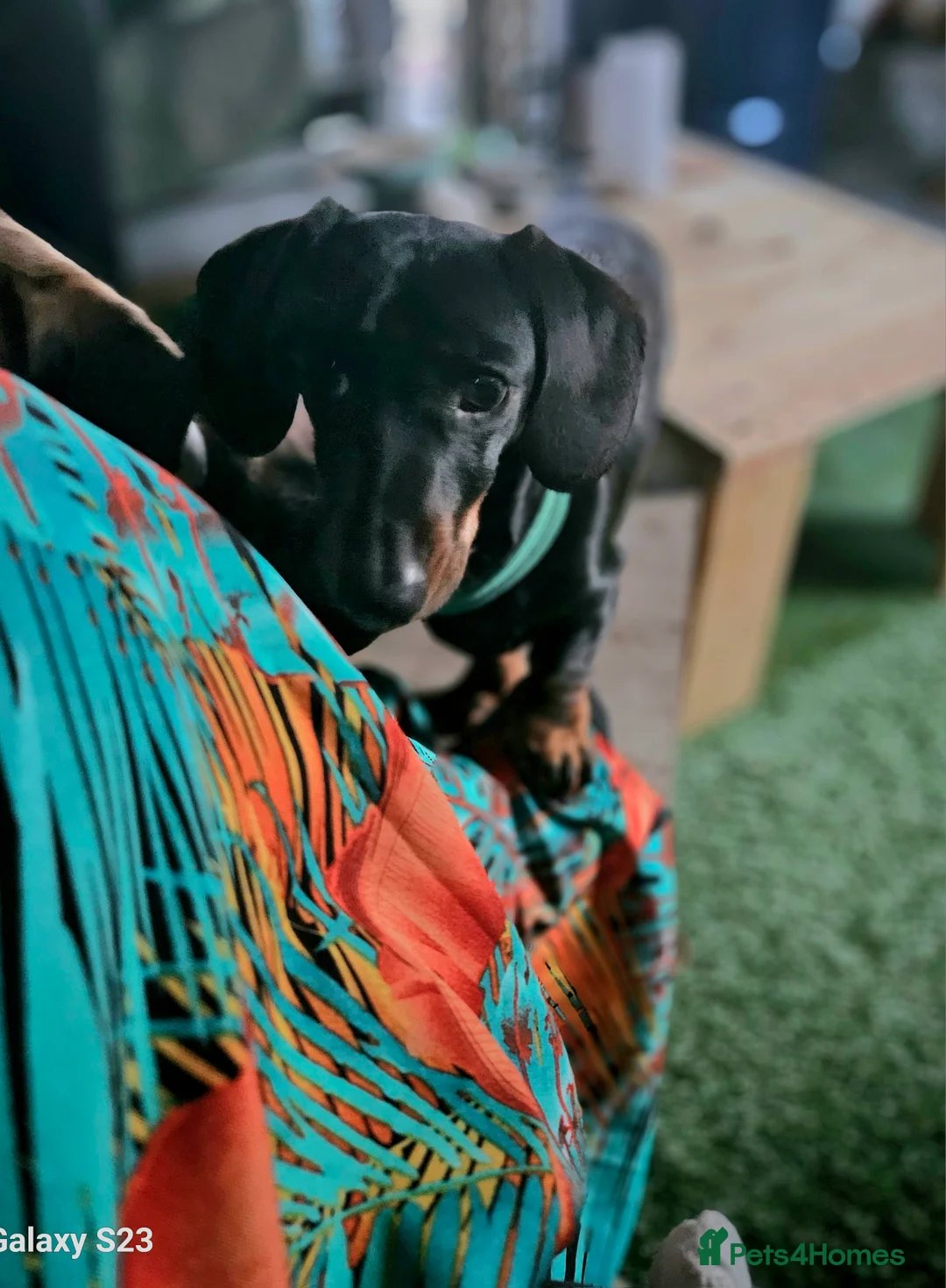 Miniature Dachshund dogs for stud: For stud - Advert 3