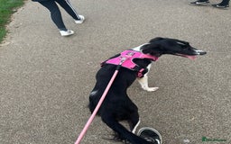 Mixed Breed dogs for sale: New home needed.  - Image 2