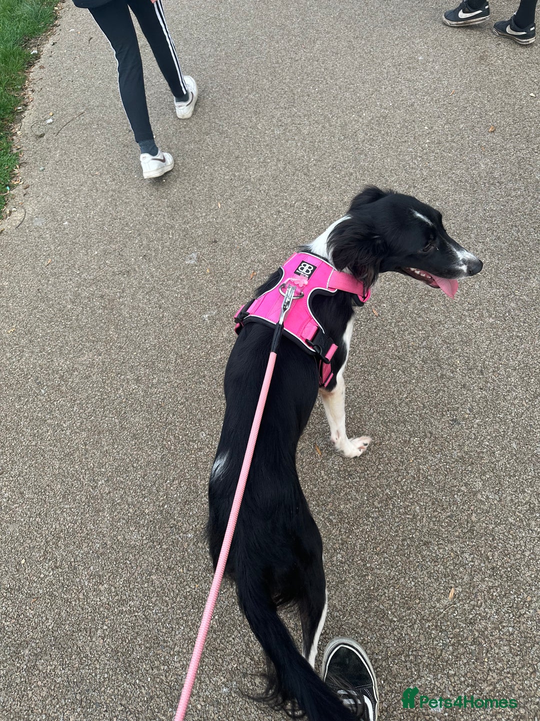 Mixed Breed dogs for sale: New home needed.  - Image 2