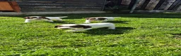 English Springer Spaniel dogs for sale: 3 beautiful springer pups  - Advert 6