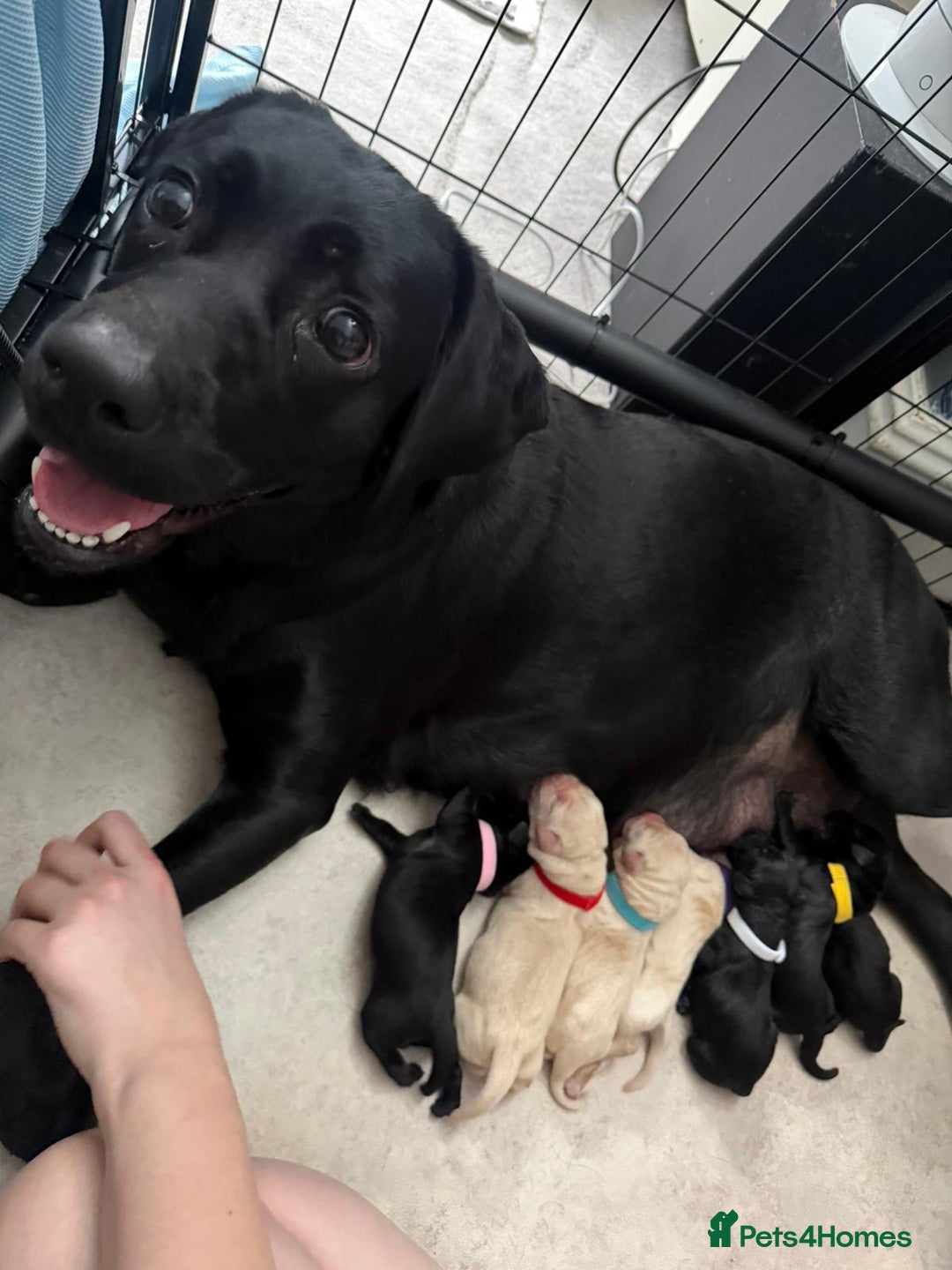 Labrador Retriever dogs for stud: Proven KC Reg, Healthy Friendly Labrador for Stud - Advert 8