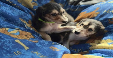 Saluki dogs - Advert 1