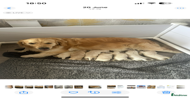 Golden Retriever dogs - Advert 3