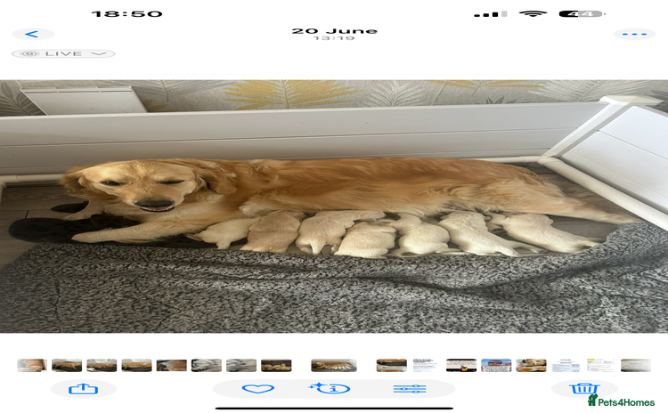 Golden Retriever dogs - Advert 10