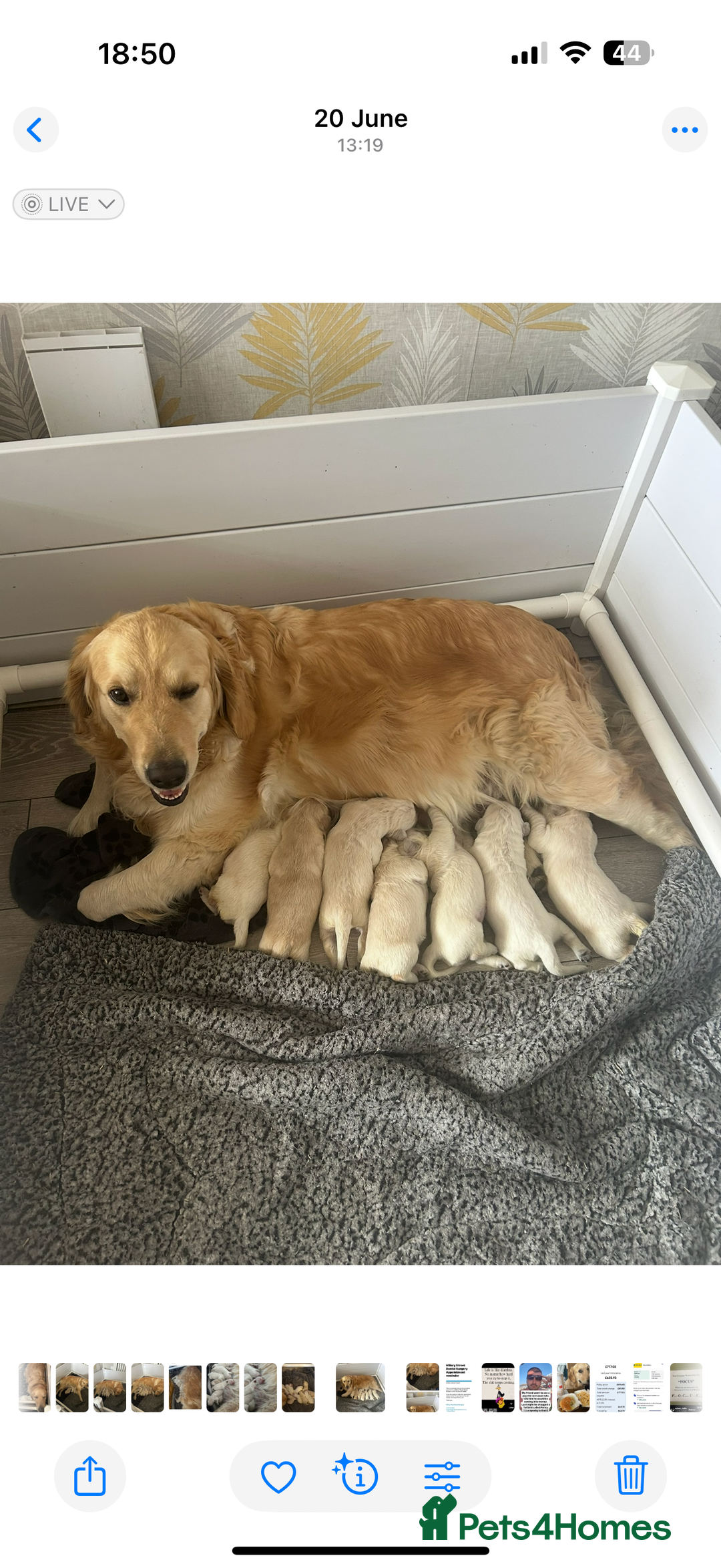 Golden Retriever dogs for sale: 7 gorgeous Golden Retriever puppies for sale - Image 1