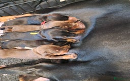 Dobermann dogs for sale: Doberman puppies - Image 2