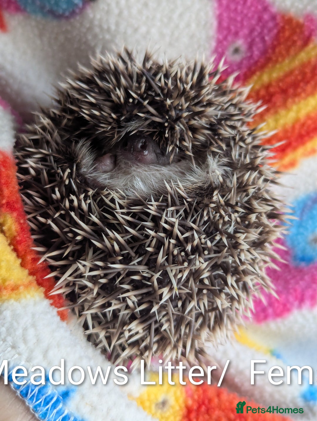 Pygmy Hedgehog rodents for sale: Beautiful Hoglets Ready to Reserve Now - Advert 18