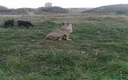 Bandog dogs for sale: Bandog/Bandogee puppies for sale.  - Image 7