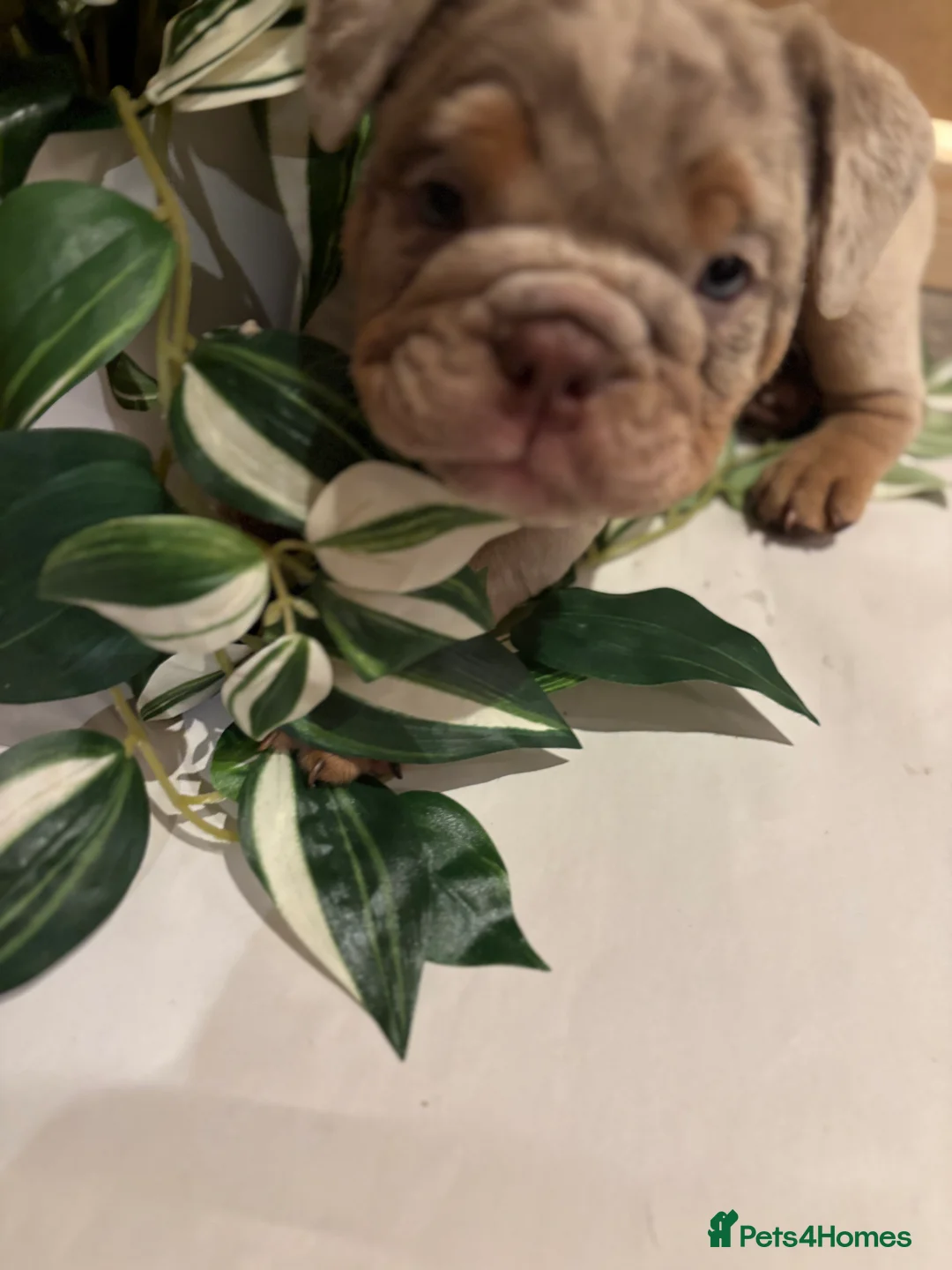 English Bulldog dogs for sale: Bulldog Puppies Champion bloodlines - Advert 17