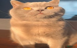 British Shorthair cats for sale: Beautiful lilac/fawn British shorthair kittens - Image 7