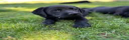 Labrador Retriever dogs for sale: KC Reg.Parents Fully Health Tested.Ready Now - Advert 9