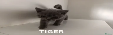 British Shorthair 4