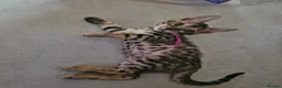 Bengal cats for sale: Only 1 Remaining! TICA Health Tested Kittens - Advert 6