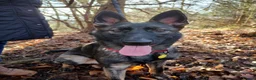 German Shepherd dogs for sale: German Shepherd Female Looking for a Loving Home in Rochester - Advert 6