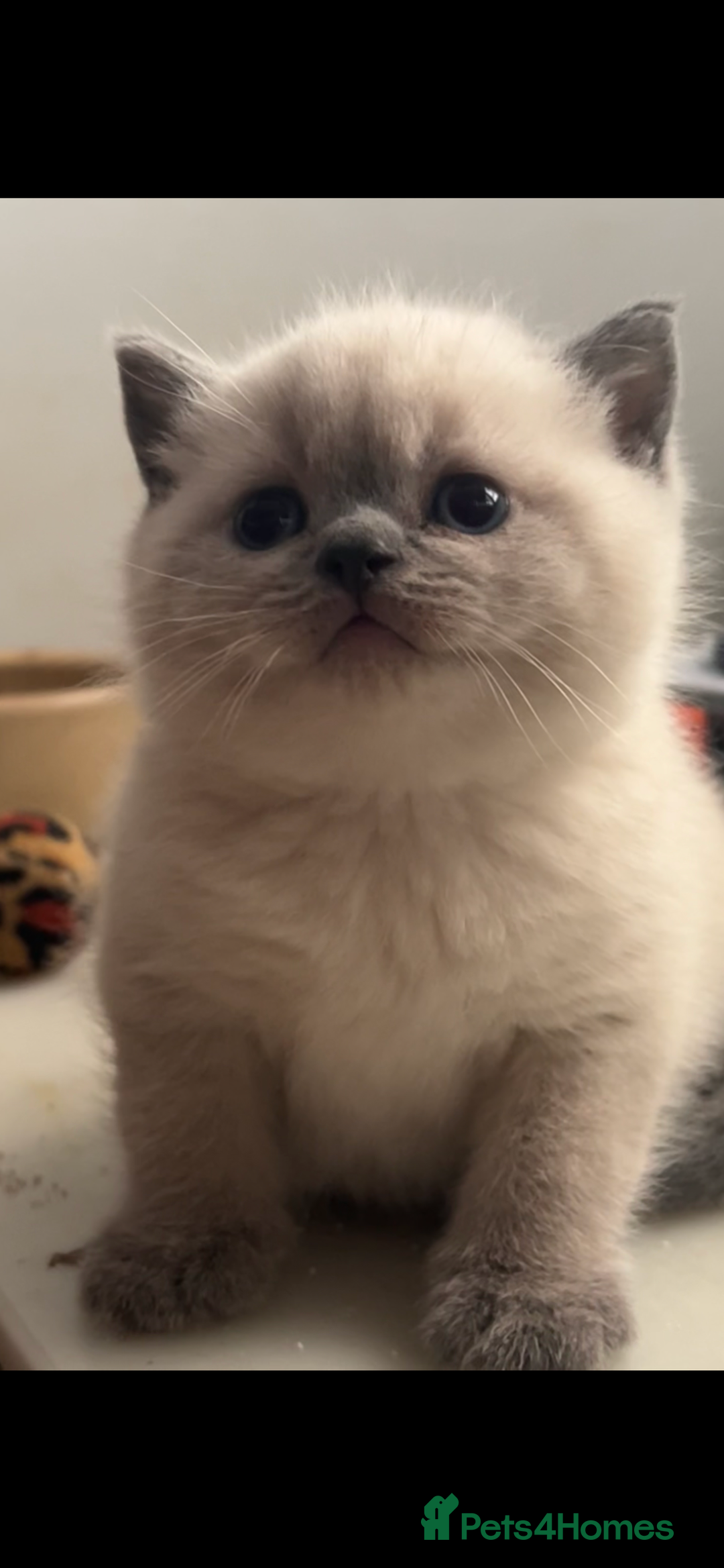 British Shorthair cats for sale: British Shorthair Kittens for sale - Advert 3