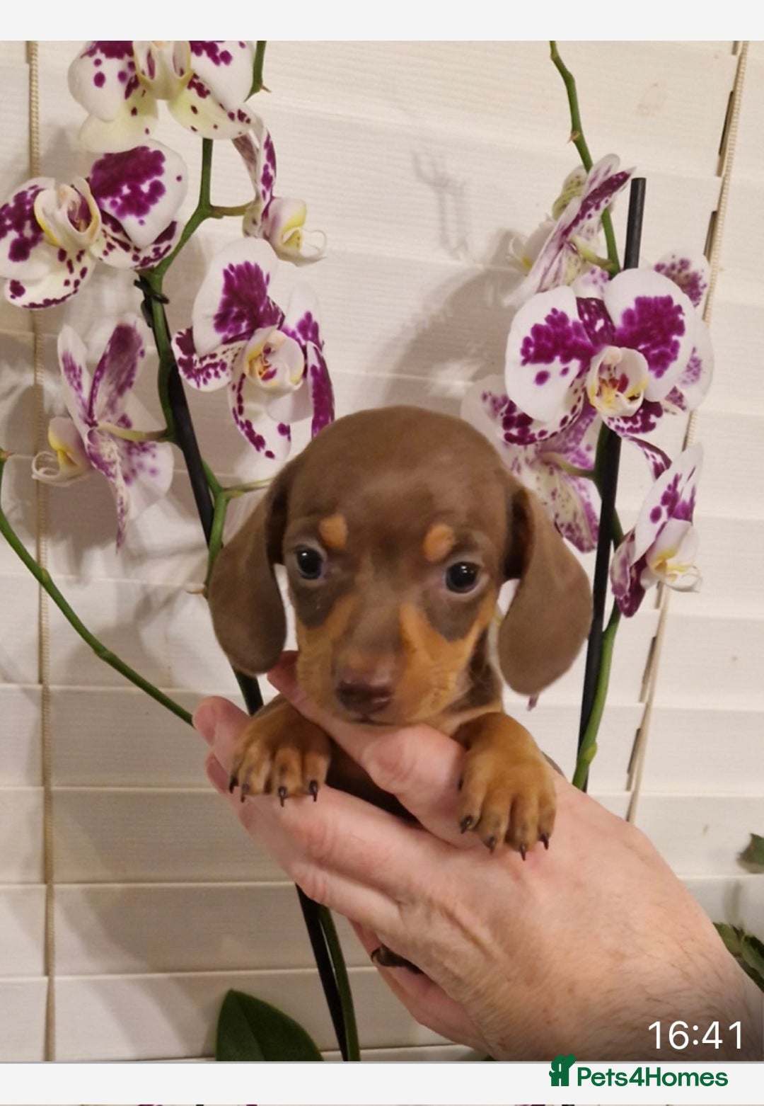 Miniature Dachshund dogs for sale: Miniature dachshund  - Advert 3