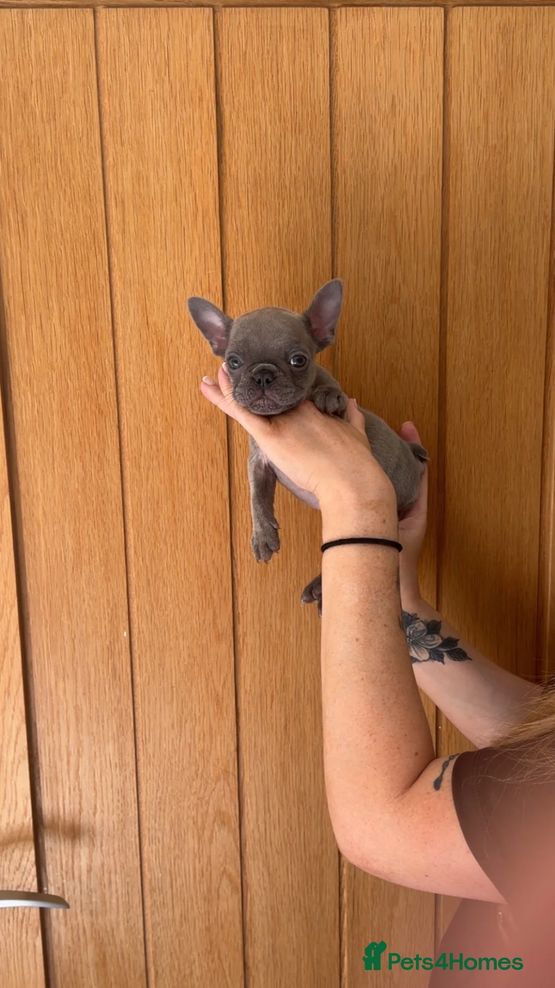 French Bulldog dogs for sale: Female lilac French bulldog  - Advert 1