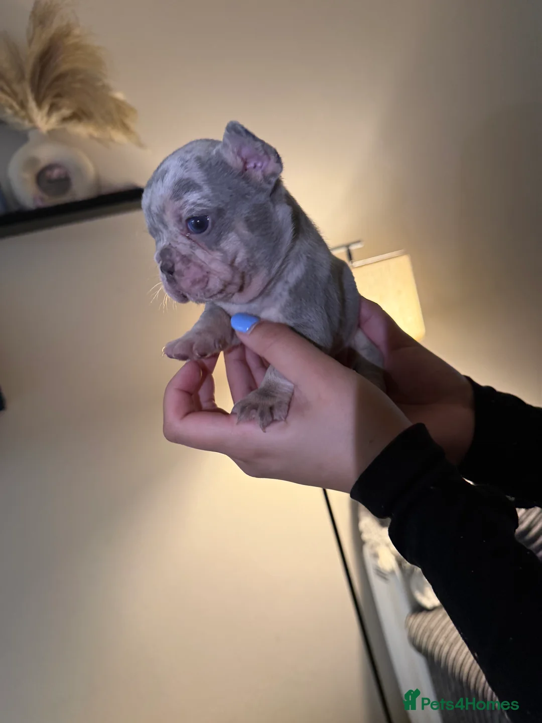 French Bulldog dogs for sale: French bulldog puppies fluffie carriers  - Advert 35