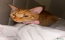 American Shorthair cats for sale: Cyra: Orange female American shorthair - Image 6