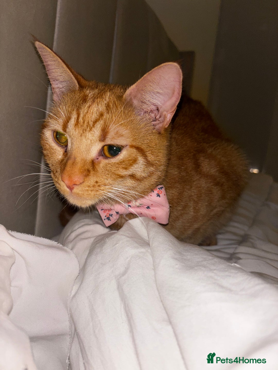 American Shorthair cats for sale: Cyra: Orange female American shorthair - Image 6
